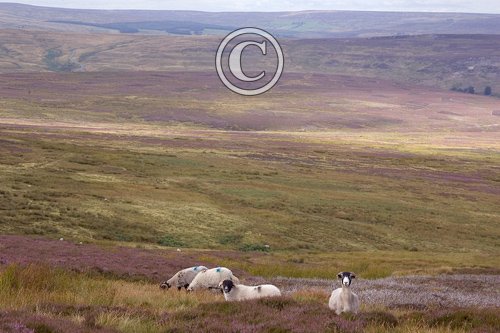 Grouse Moor DM0297